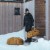 Torba podróżna Thule Chasm 40L Golden